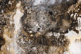 mold image